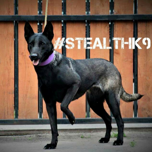 Texas Stealth K9 Kennel Club