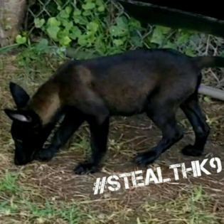 Texas Stealth K9 Kennel Club 